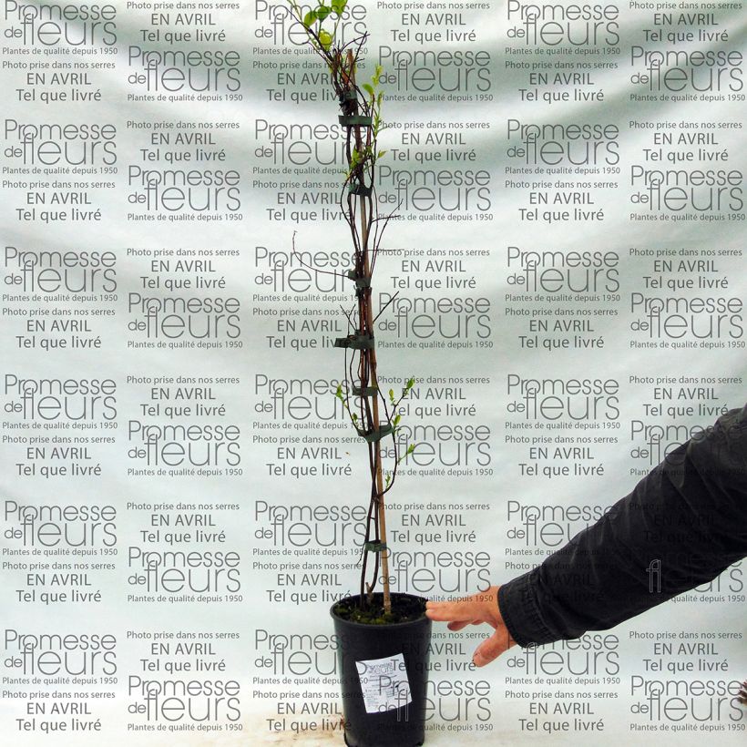 Esempio di esemplare Tripterygium hypoglaucum Vaso da 2L/3L come consegnato