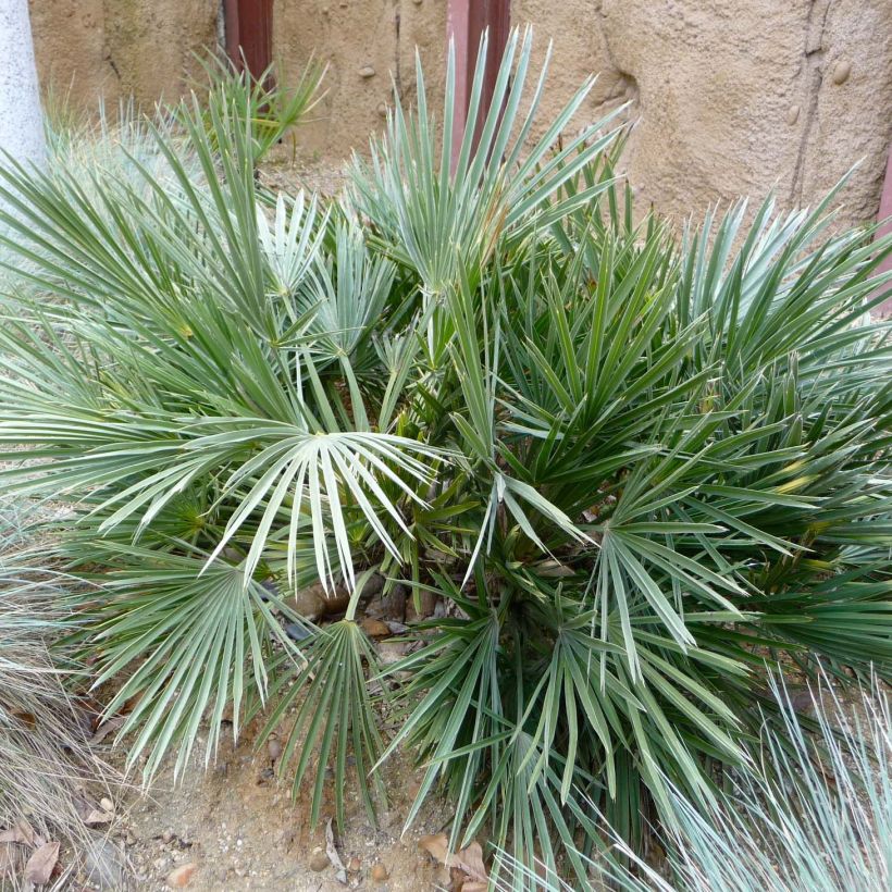 Trithrinax campestris - Palma caranday (Foliage)
