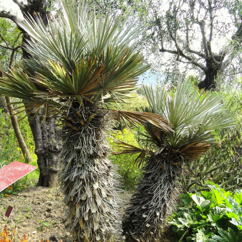 Trithrinax campestris - Palma caranday (Plant habit)