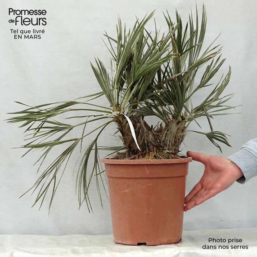 Example of Trithrinax campestris - Palma caranday Vaso da 7,5L/10L as you get in printemps