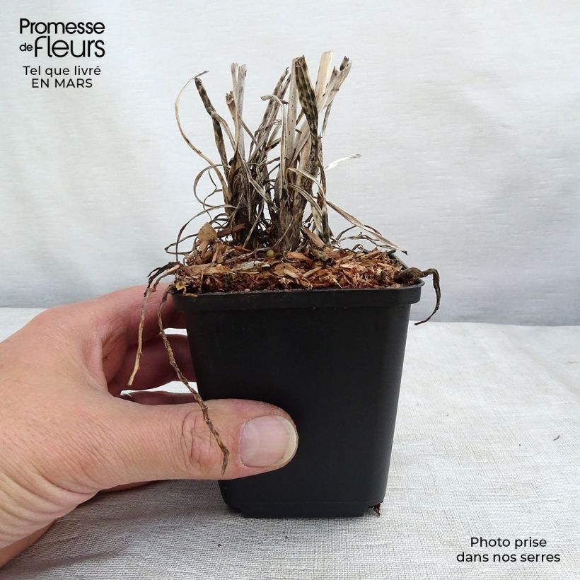 Example of Kniphofia Banana Popsicle - Giglio della torcia Vasetto da 8/9 cm as you get in printemps