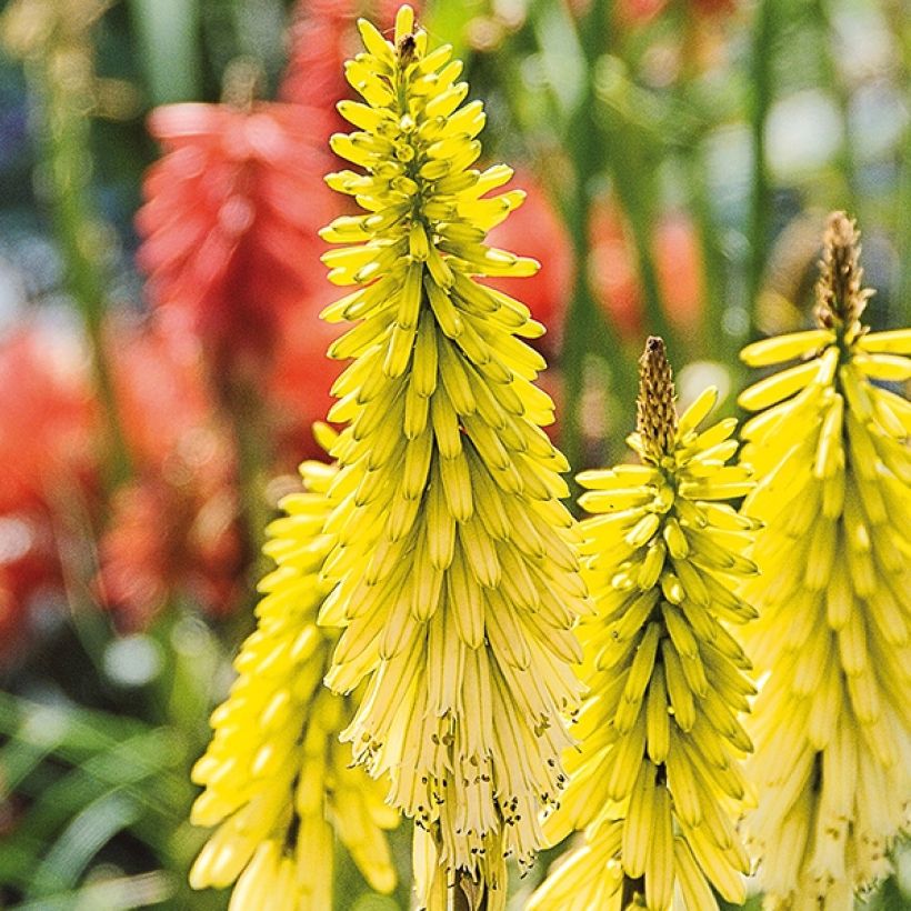 Kniphofia Lemon Popsicle - Giglio della torcia (Fioritura)