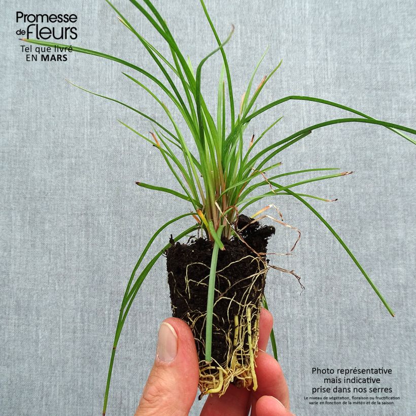 Kniphofia Lemon Popsicle - Giglio della torcia mini zolla... esemplare consegnato in primavera