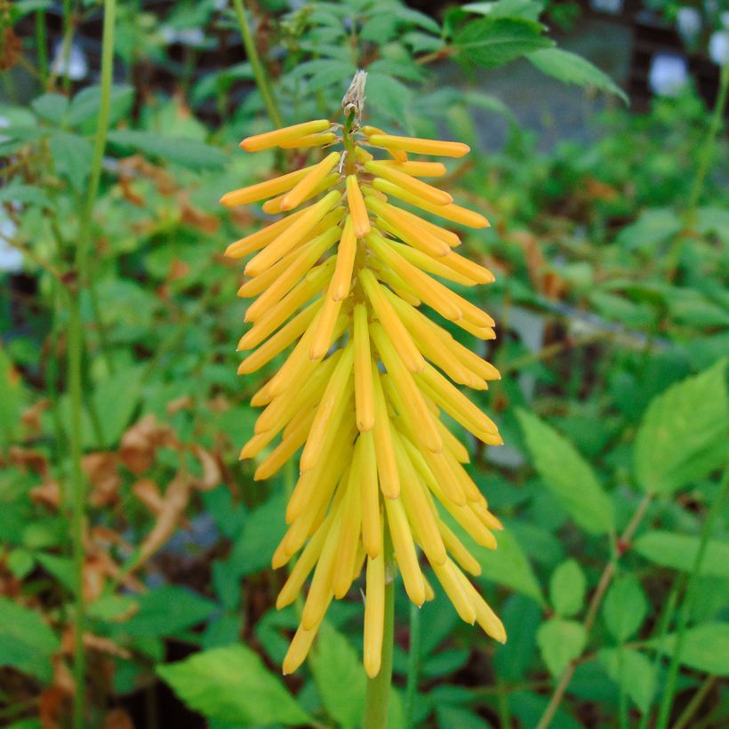 Kniphofia Mango Popsicle - Giglio della torcia (Flowering)