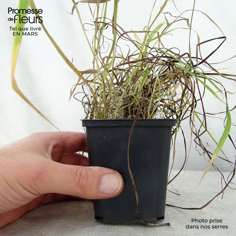 Example of Kniphofia uvaria Nancy's Red - Giglio della torcia Vasetto da 8/9 cm as you get in printemps