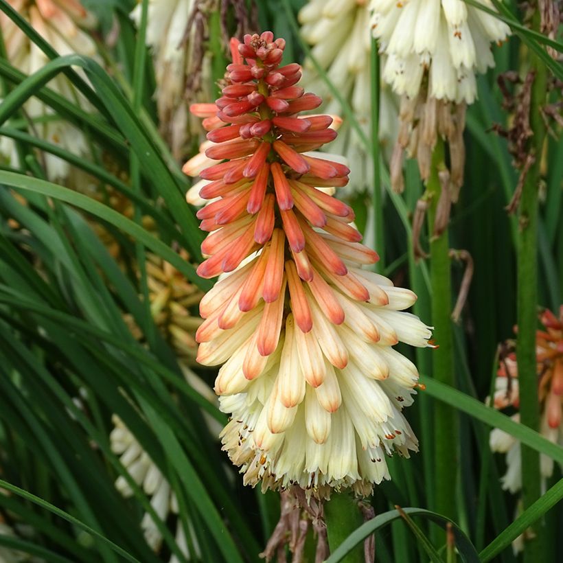 Kniphofia uvaria Orange Vanilla Popsicle - Giglio della torcia (Fioritura)