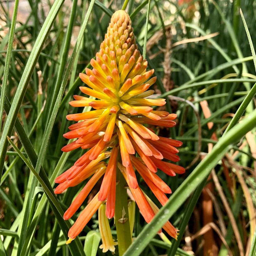 Kniphofia Papaya Popsicle - Giglio della torcia (Flowering)