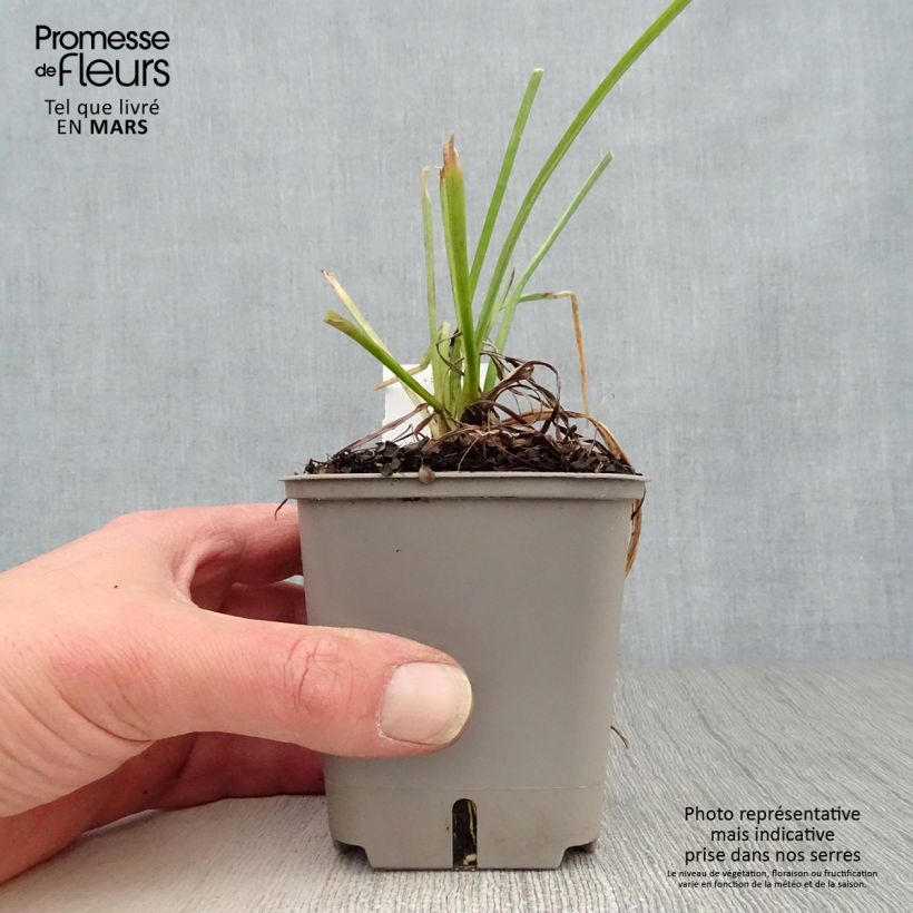 Example of Kniphofia Papaya Popsicle - Giglio della torcia Vasetto da 8/9 cm as you get in printemps