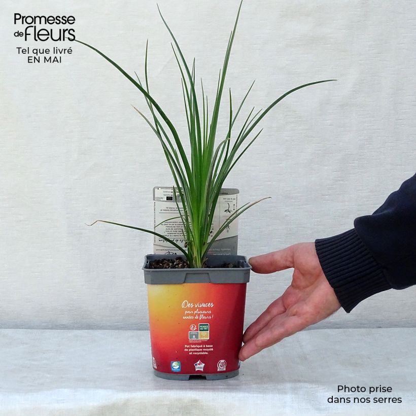 Example of Kniphofia Papaya Popsicle - Giglio della torcia Vaso da 2L/3L as you get in printemps