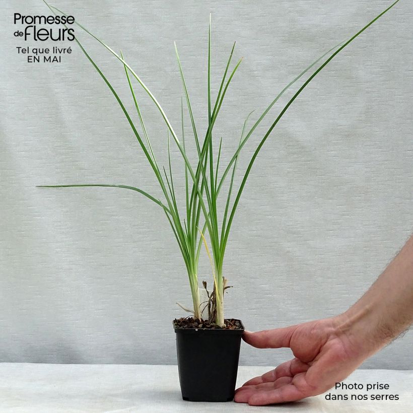 Kniphofia Pineapple Popsicle - Giglio della torcia Vasetto da 8/9 cm esemplare consegnato in primavera