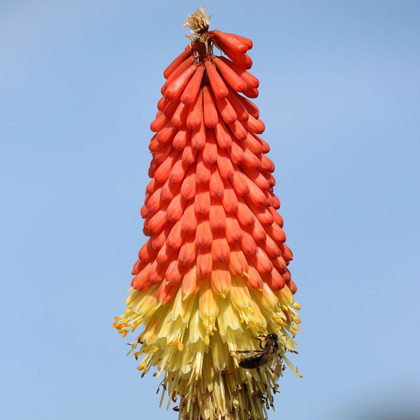 Kniphofia Traffic Lights - Giglio della torcia (Flowering)