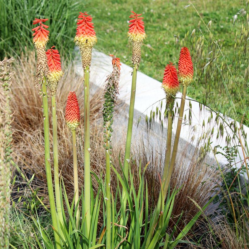 Kniphofia Traffic Lights - Giglio della torcia (Plant habit)
