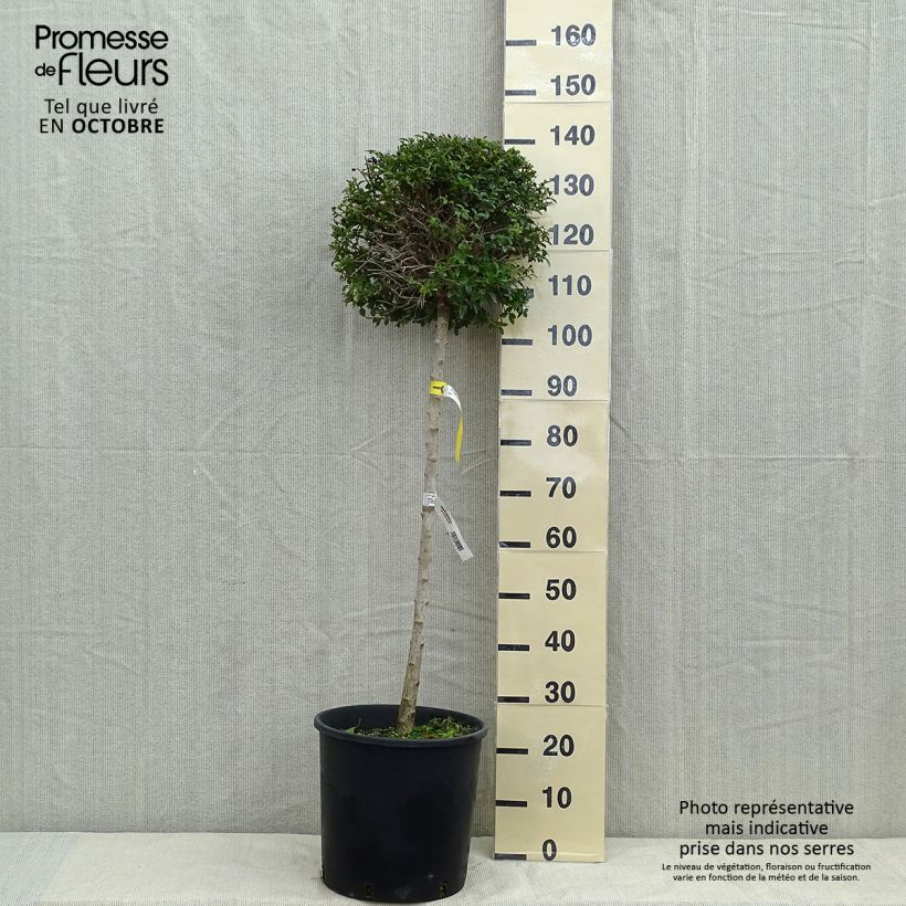 Esemplare di Ligustrum delavayanum - Ligustro Vaso da 12L/15L, Vaso impalcato basso come consegnato in autunno