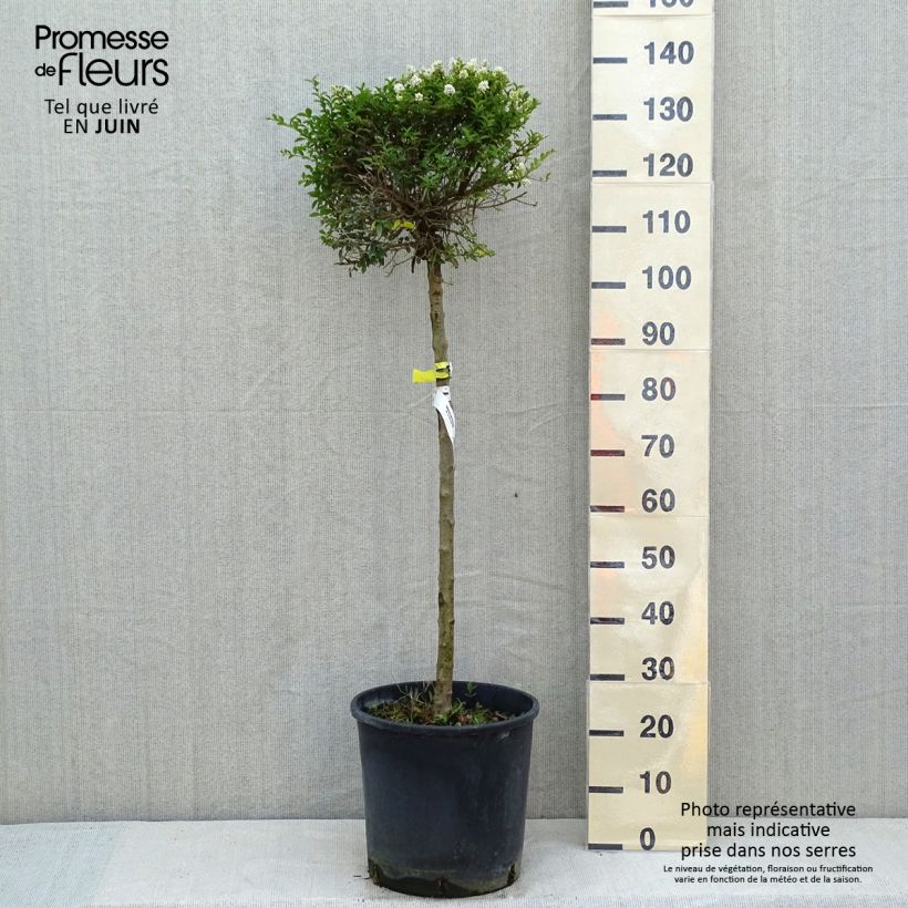 Ligustrum delavayanum - Ligustro Vaso da 12L/15L, Vaso impalcato basso esemplare consegnato in primavera