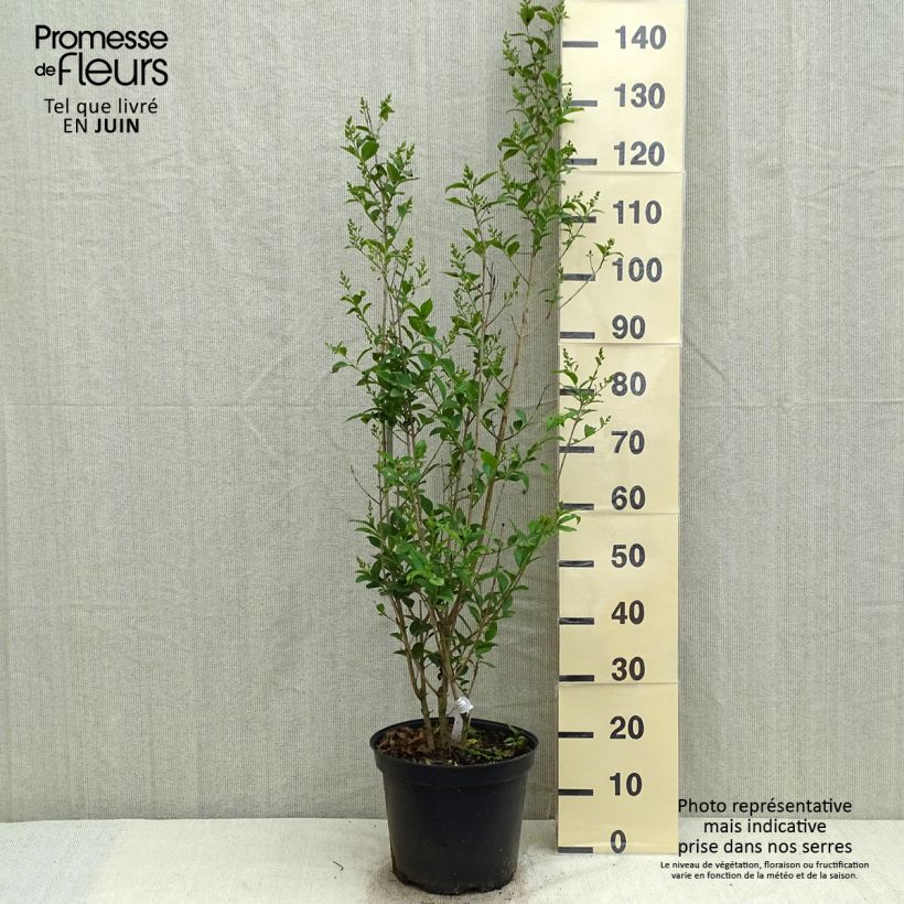 Example of Ligustro a foglie ovali - Ligustrum ovalifolium Vaso da 7,5L/10L as you get in printemps