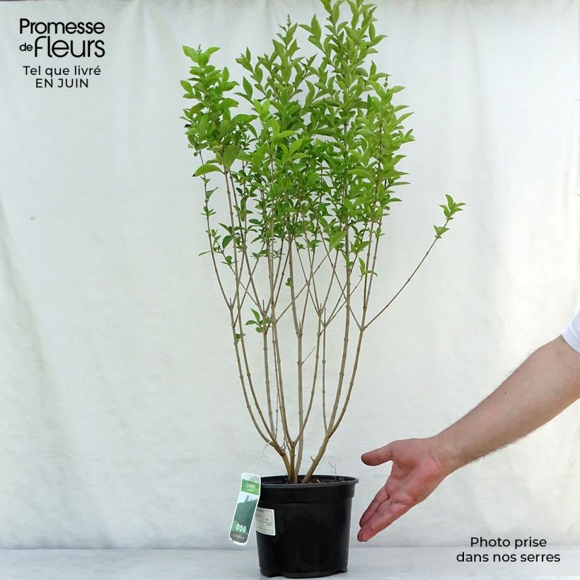 Esemplare di Ligustro a foglie ovali - Ligustrum ovalifolium Vaso da 2L/3L consegnato in estate