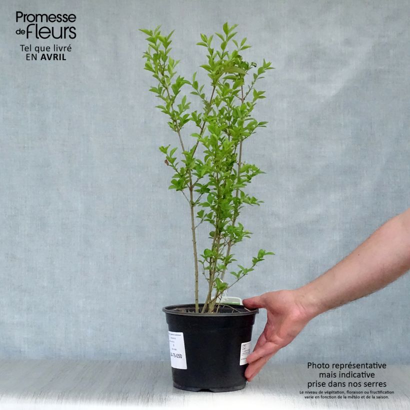 Example of Ligustro a foglie ovali - Ligustrum ovalifolium Vaso da 2L/3L as you get in printemps