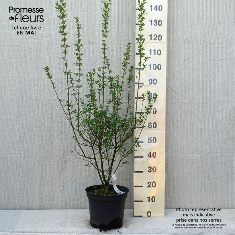 Ligustrum vulgare Atrovirens - Ligustro Vaso da 7,5L/10L esemplare consegnato in primavera