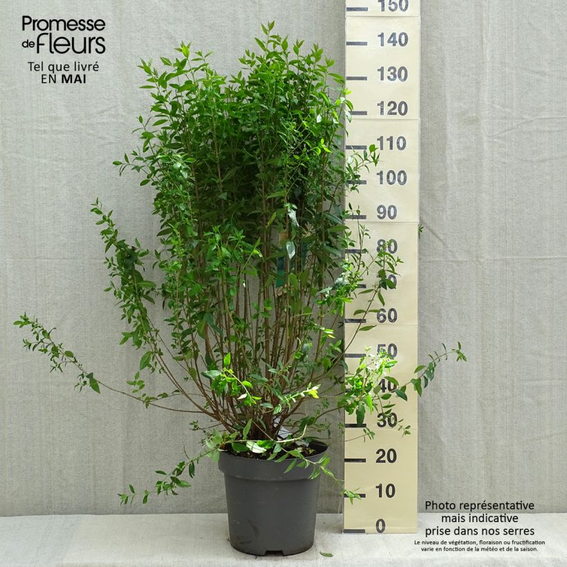Ligustrum vulgare Atrovirens - Ligustro Vaso da 12L/15L esemplare consegnato in primavera