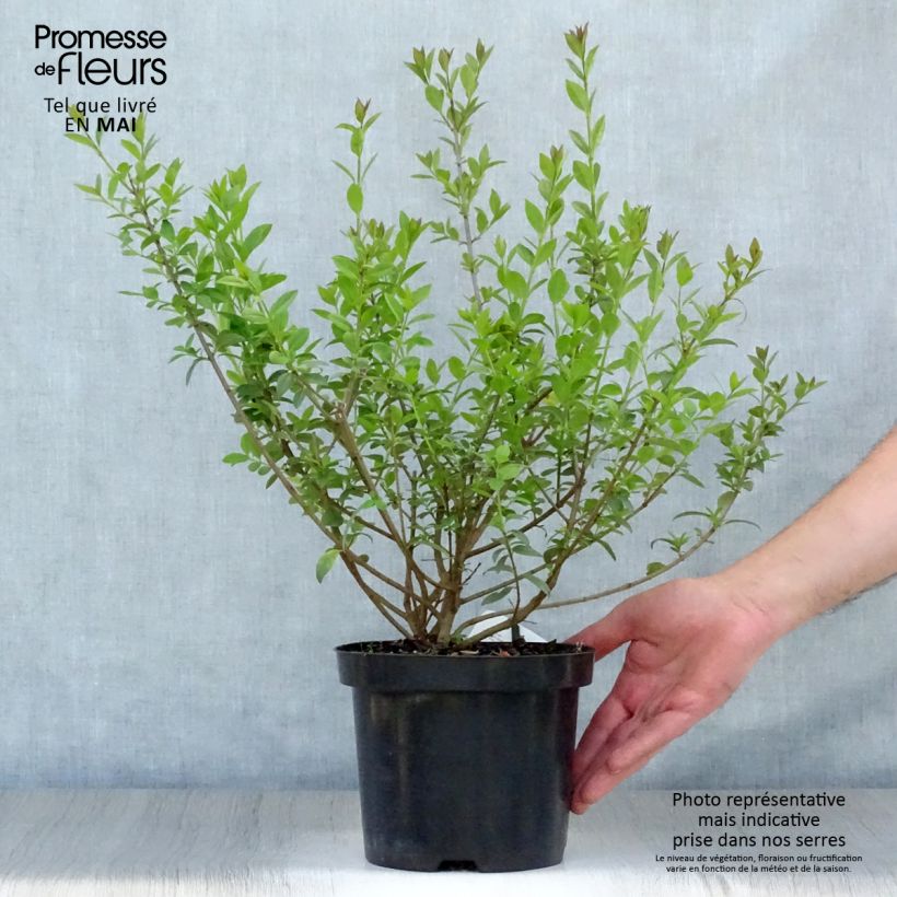 Ligustrum vulgare Atrovirens - Ligustro Vaso da 2L/3L esemplare consegnato in primavera