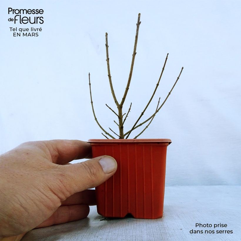 Ligustrum vulgare Atrovirens - Ligustro Vasetto da 8/9 cm esemplare consegnato in primavera