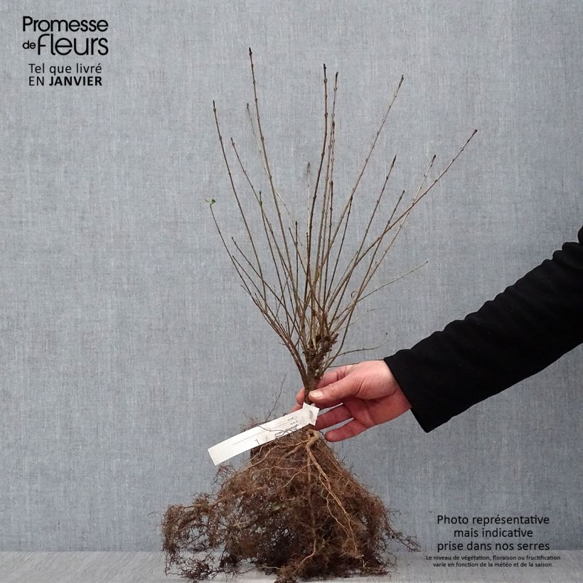 Ligustrum vulgare Lodense - Ligustro Piante piccole a radice nuda esemplare consegnato in inverno