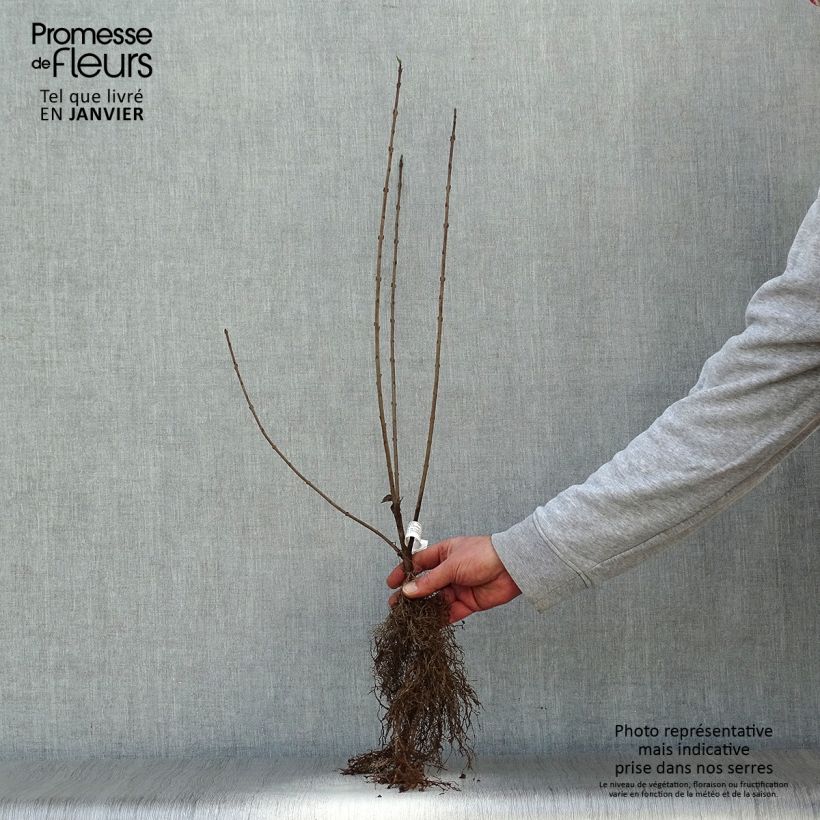 Ligustrum vulgare - Ligustro Piante piccole a radice nuda esemplare consegnato in inverno