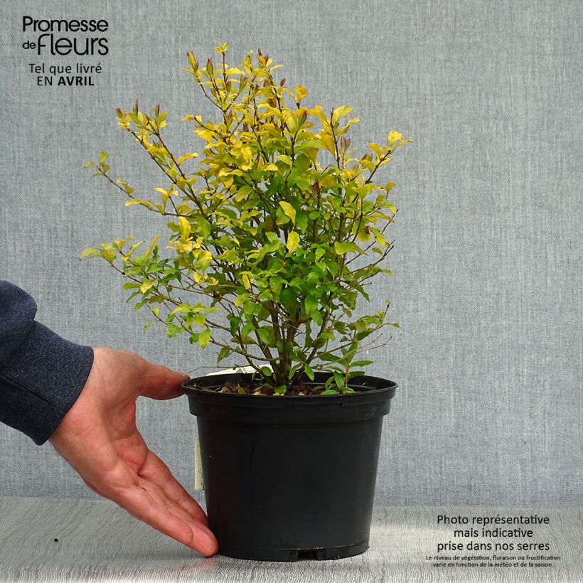 Ligustrum ovalifolium Lemon Lime - Ligustro a foglie ovali Vaso da 2L/3L esemplare consegnato in primavera