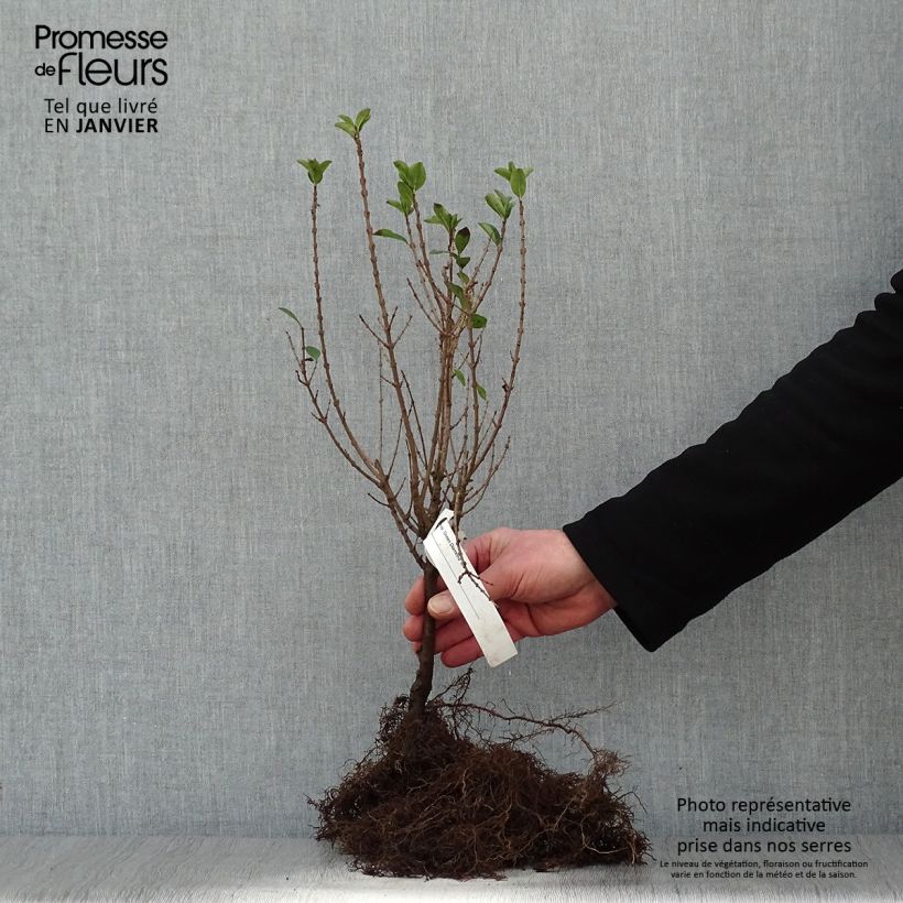 Example of Ligustrum ovalifolium Green Diamond - Ligustro a foglie ovali Piante piccole a radice nuda as you get in hiver