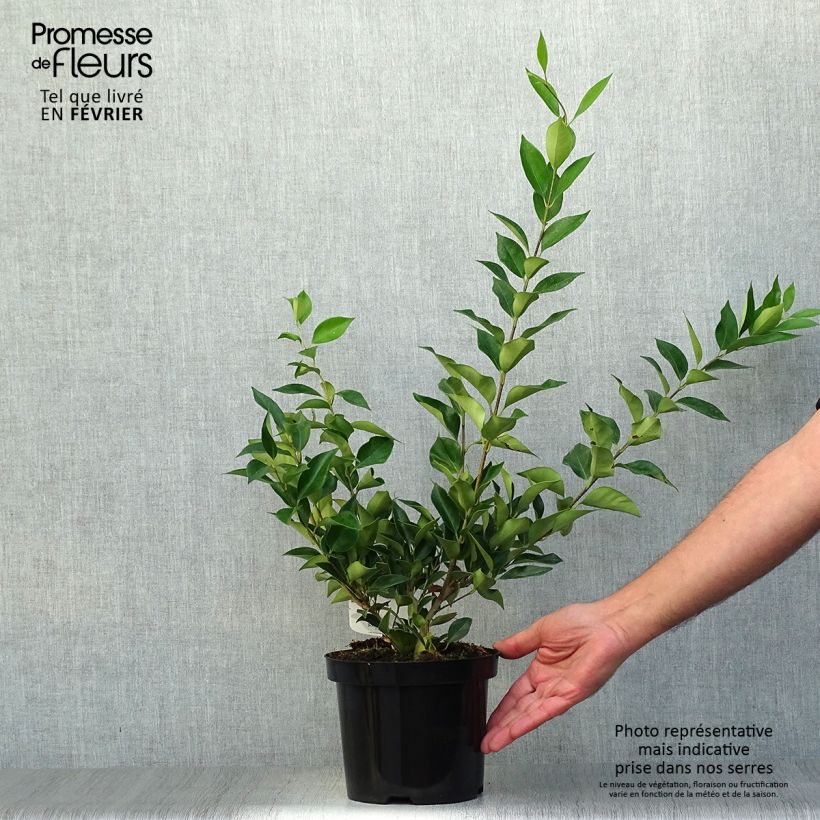 Esemplare di Ligustrum lucidum - Ligustro lucido Vaso da 2L/3L come consegnato in autunno