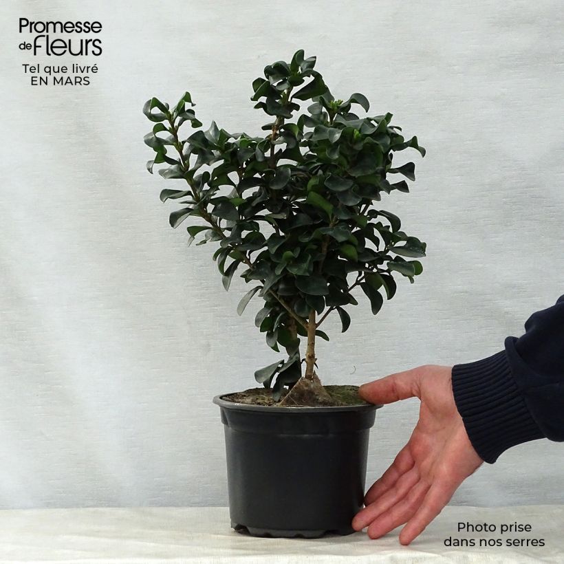 Example of Ligustrum japonicum Rotundifolium - Ligustro giapponese Vaso da 2L/3L as you get in printemps