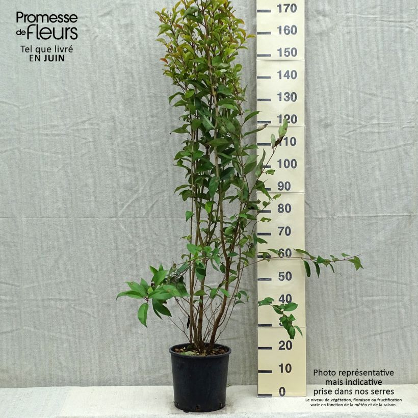 Ligustrum japonicum - Ligustro giapponese Vaso da 7,5L/10L esemplare consegnato in primavera