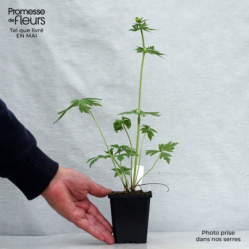 Example of Trollius chinensis Golden Queen Vasetto da 8/9 cm as you get in printemps