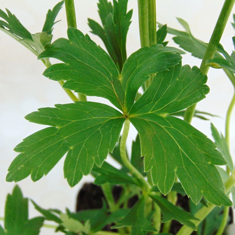 Trollius Cheddar (Foliage)