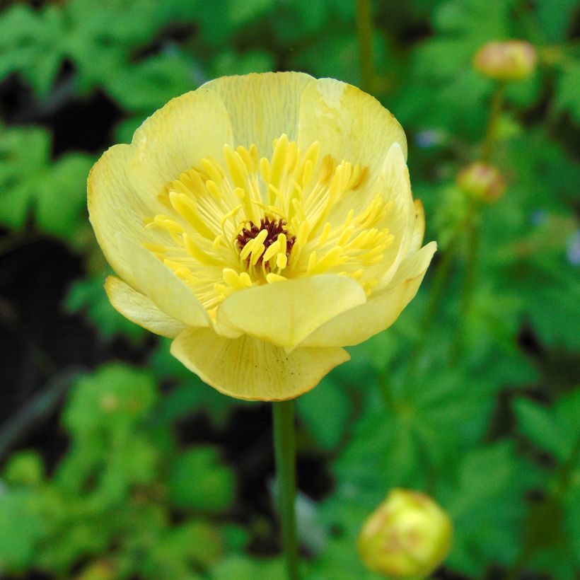 Trollius Cheddar (Flowering)