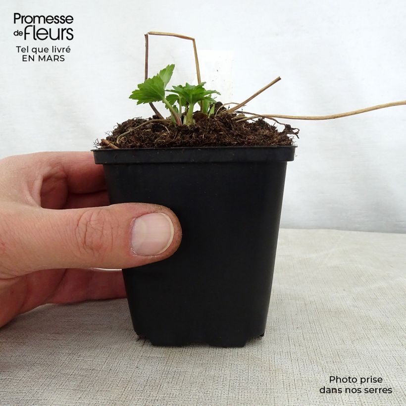 Example of Trollius Cheddar Vasetto da 8/9 cm as you get in printemps