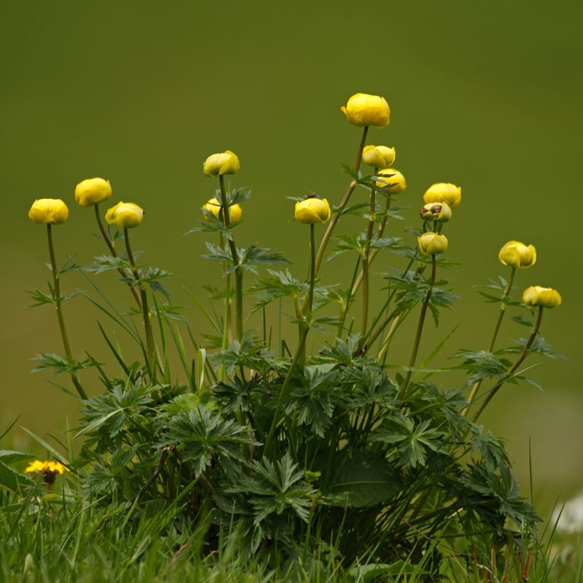 Trollius europaeus Lemon Supreme - Botton d'oro (Porto)