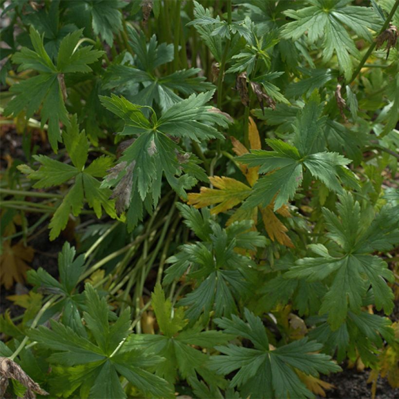 Trollius Alabaster (Foliage)