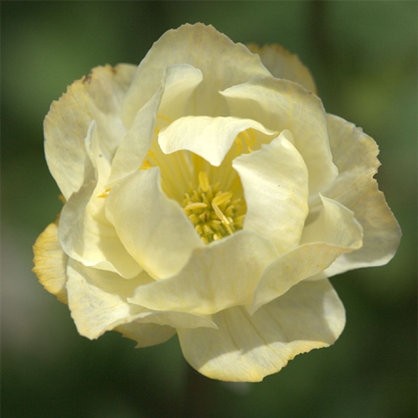 Trollius Alabaster (Flowering)