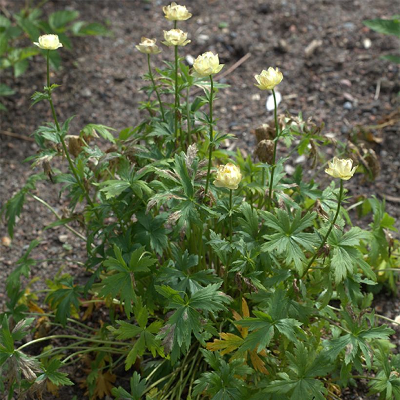 Trollius Alabaster (Plant habit)