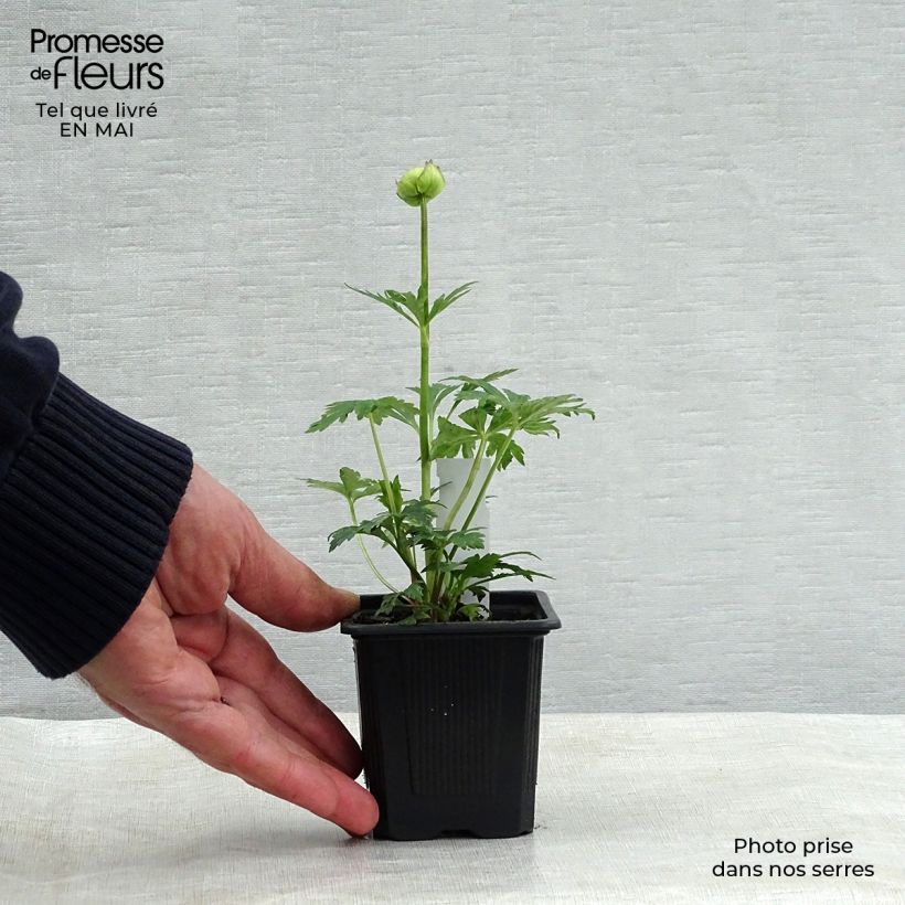 Example of Trollius Alabaster Vasetto da 8/9 cm as you get in printemps