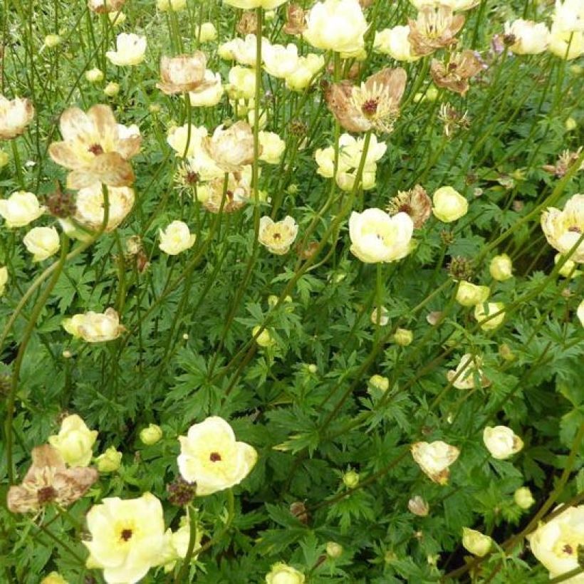 Trollius Cheddar (Plant habit)