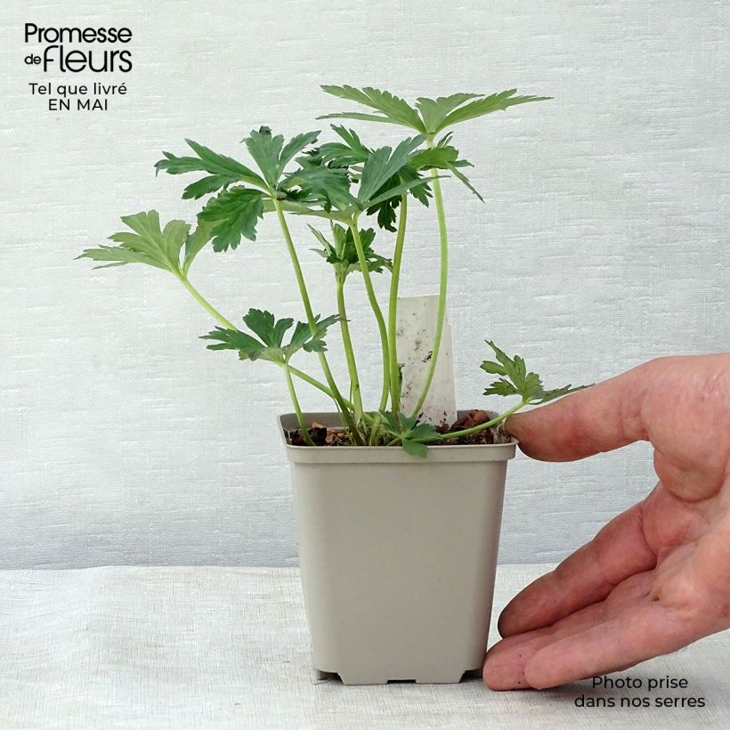 Trollius Lemon Queen Vasetto da 8/9 cm esemplare consegnato in primavera