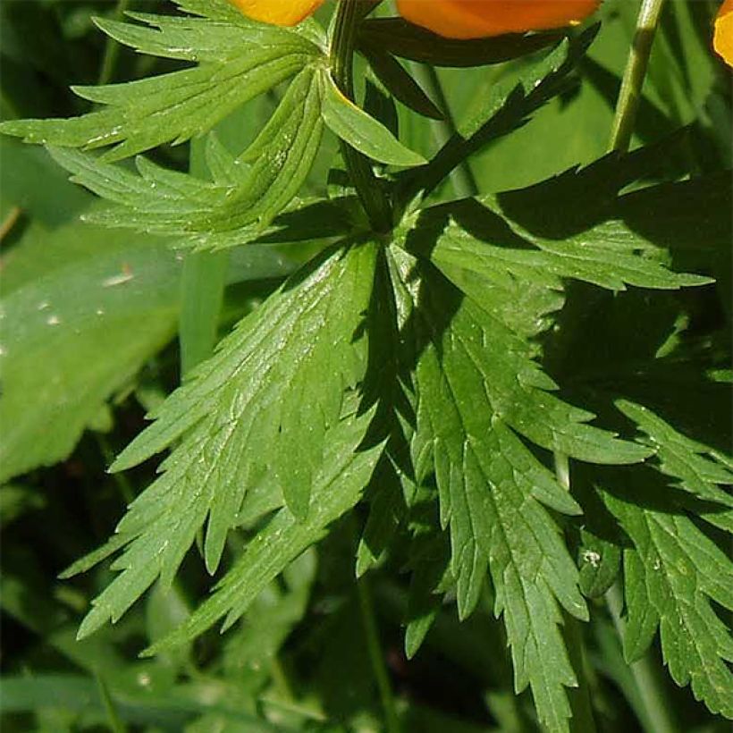 Trollius asiaticus (Foliage)