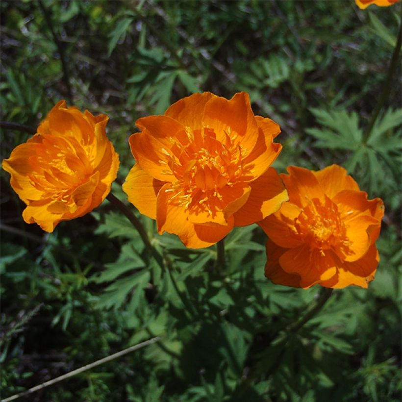 Trollius asiaticus (Flowering)