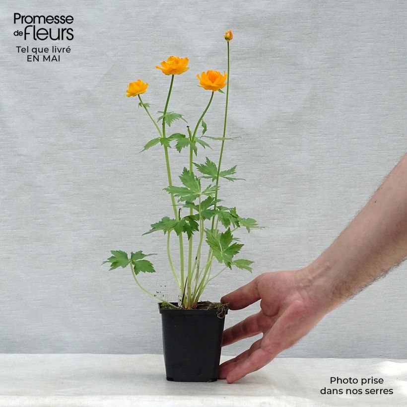 Example of Trollius asiaticus Vasetto da 8/9 cm as you get in printemps