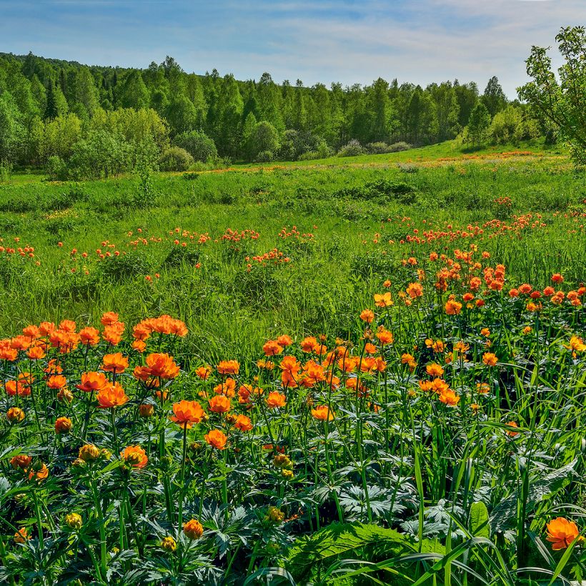 Trollius asiaticus (Plant habit)