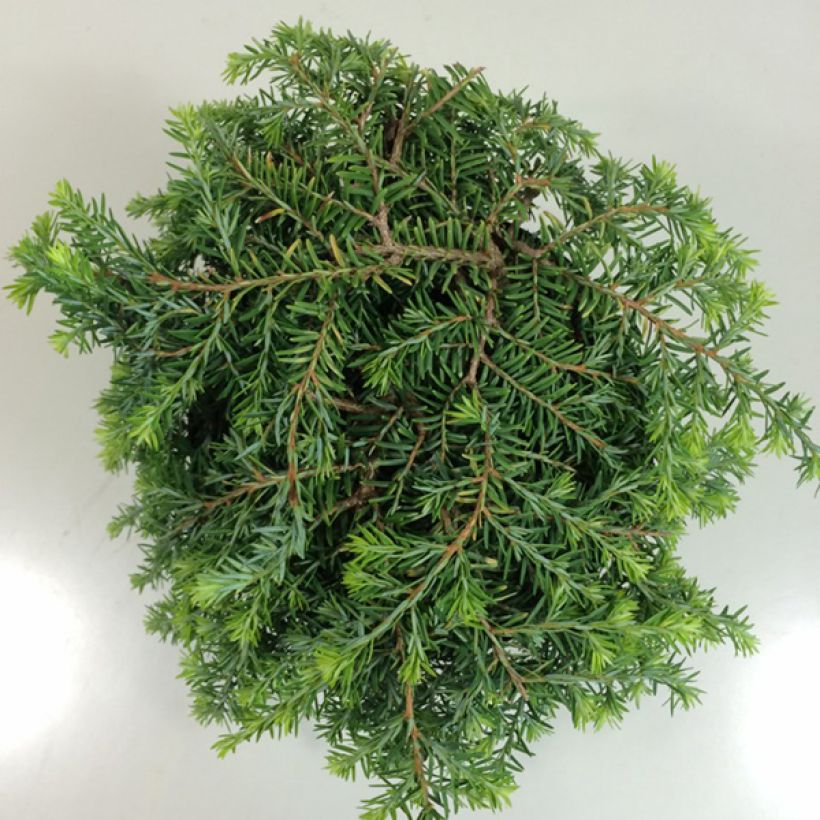 Tsuga canadensis Cole's Prostrate (Fogliame)