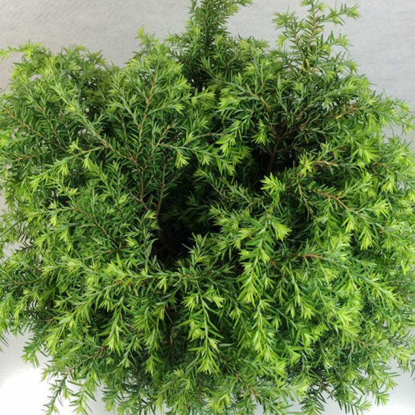 Tsuga canadensis Jeddeloh (Foliage)