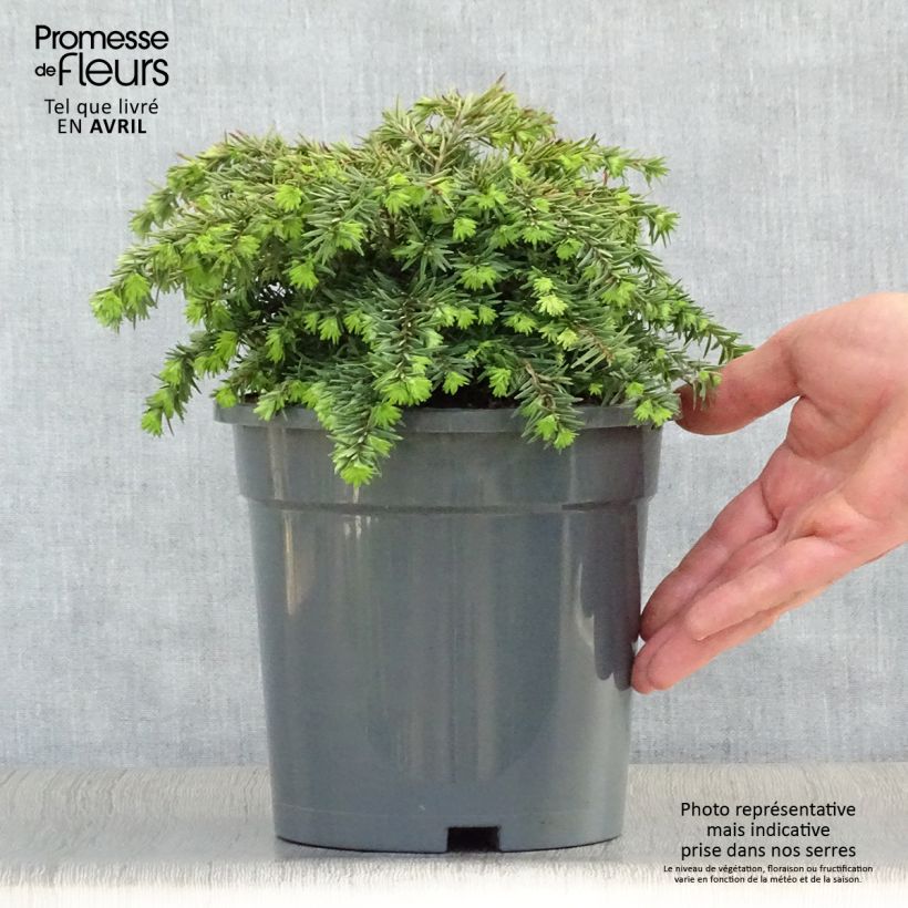 Example of Tsuga canadensis Jeddeloh Vaso da 2L/3L as you get in printemps